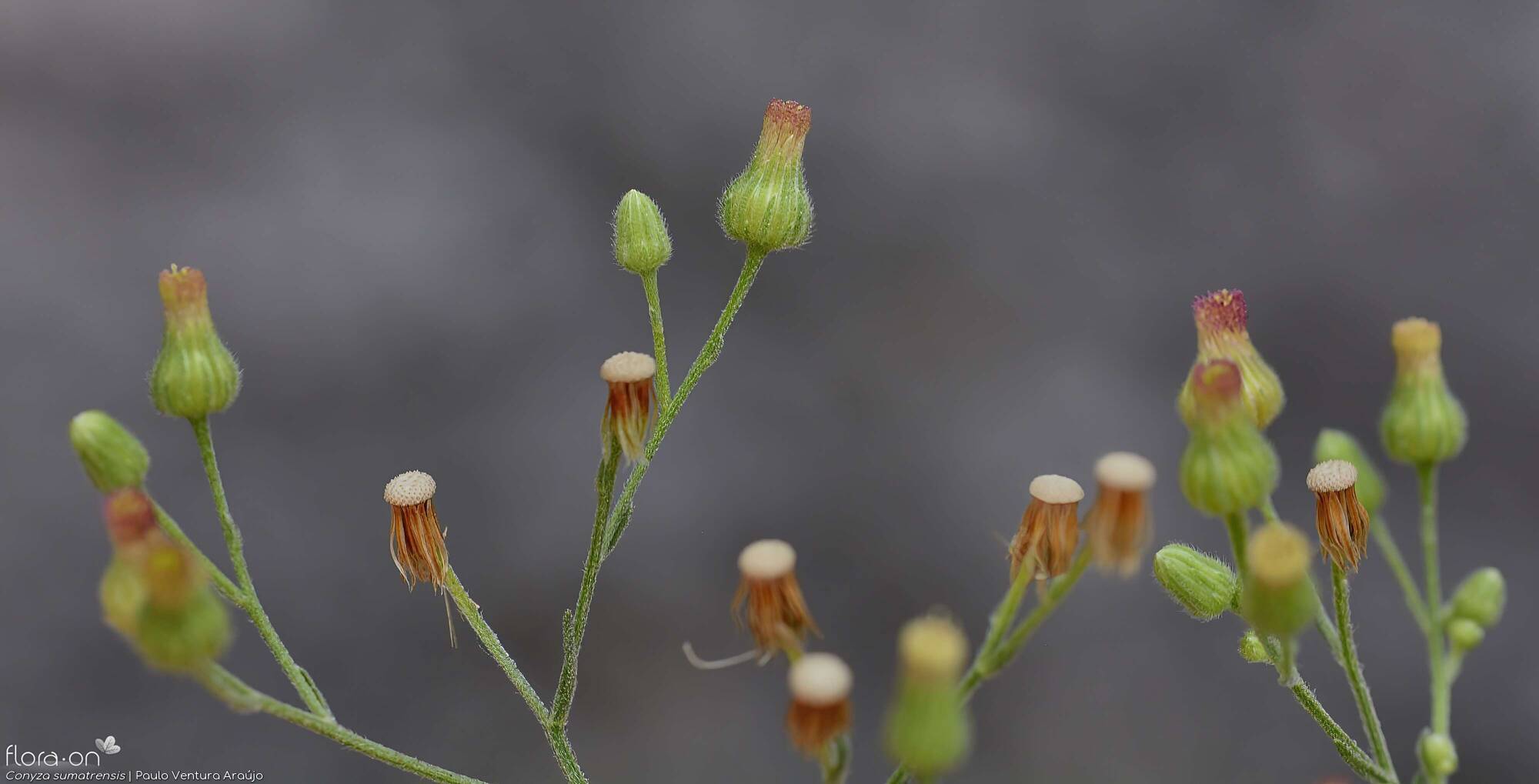 Conyza sumatrensis - Flor (geral) | Paulo Ventura Araújo; CC BY-NC 4.0