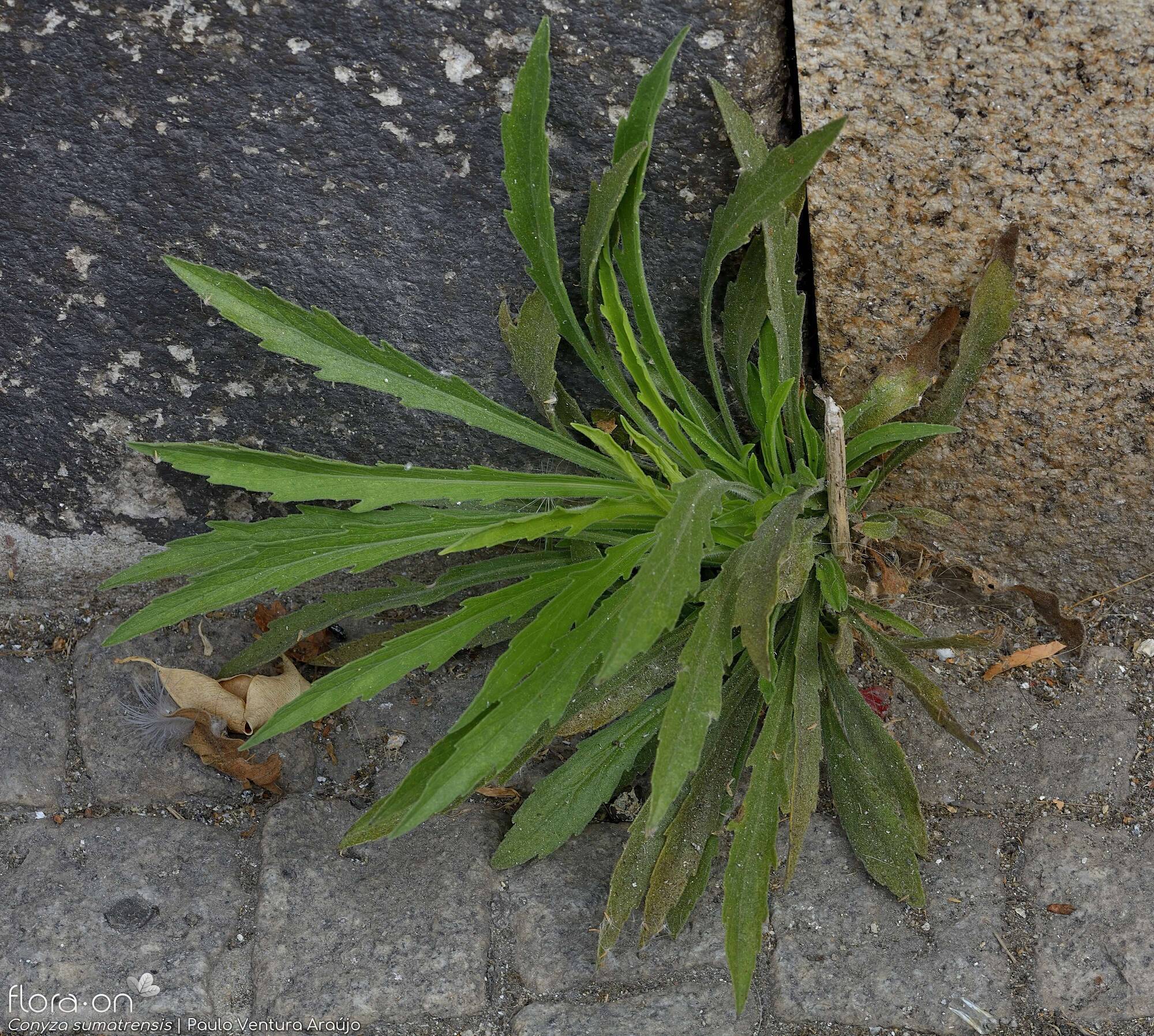 Conyza sumatrensis - Folha (geral) | Paulo Ventura Araújo; CC BY-NC 4.0