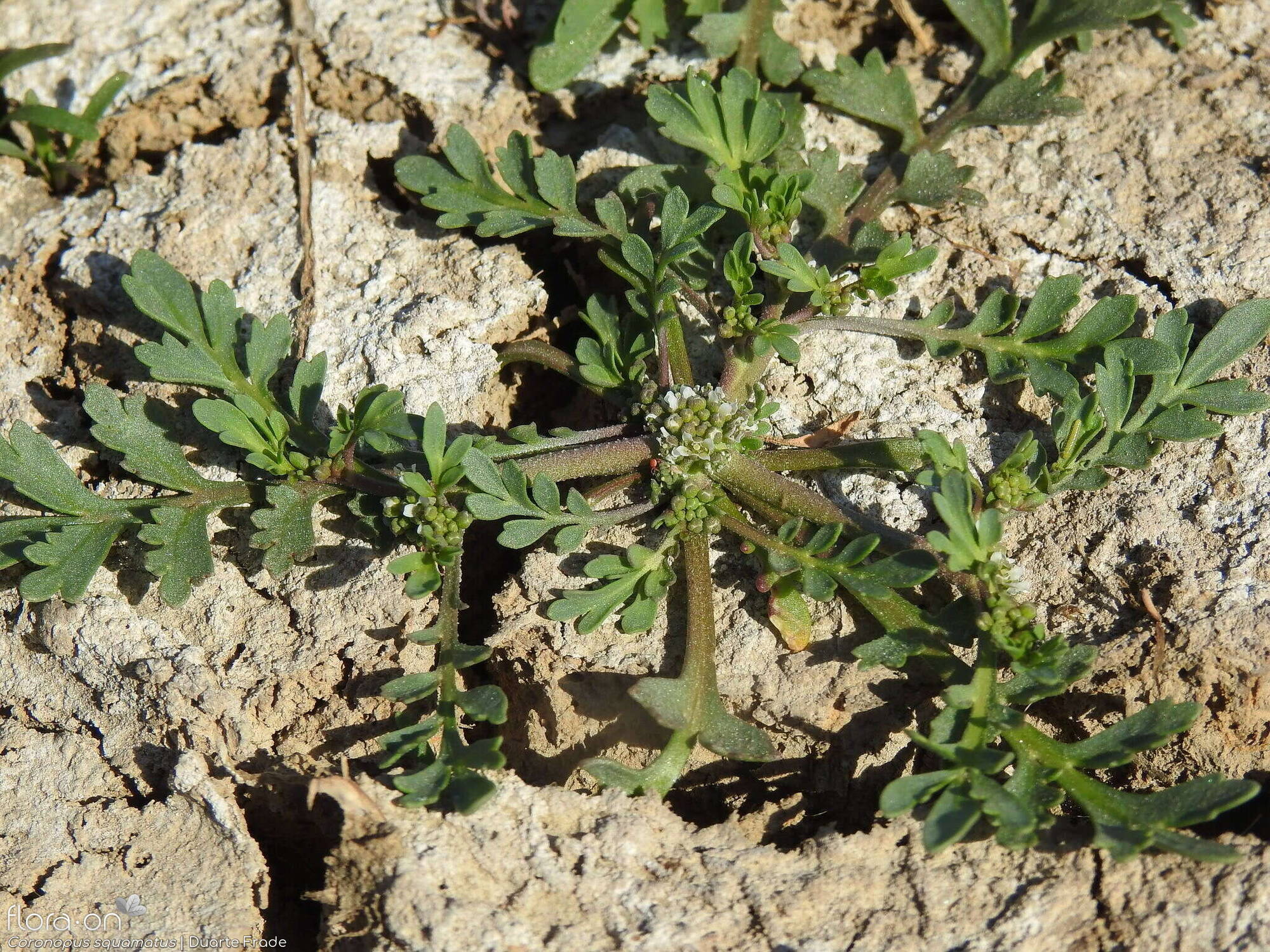 Coronopus squamatus - Hábito | Duarte Frade; CC BY-NC 4.0