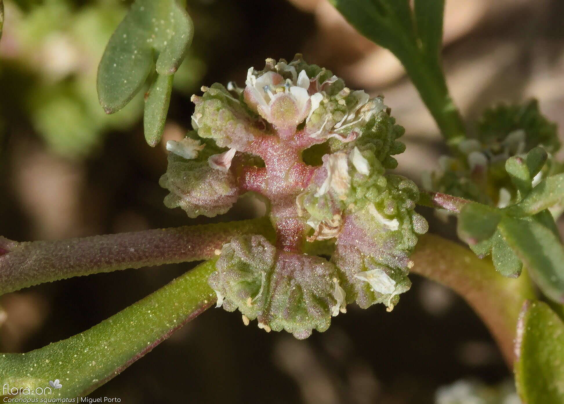 Coronopus squamatus - Flor (geral) | Miguel Porto; CC BY-NC 4.0