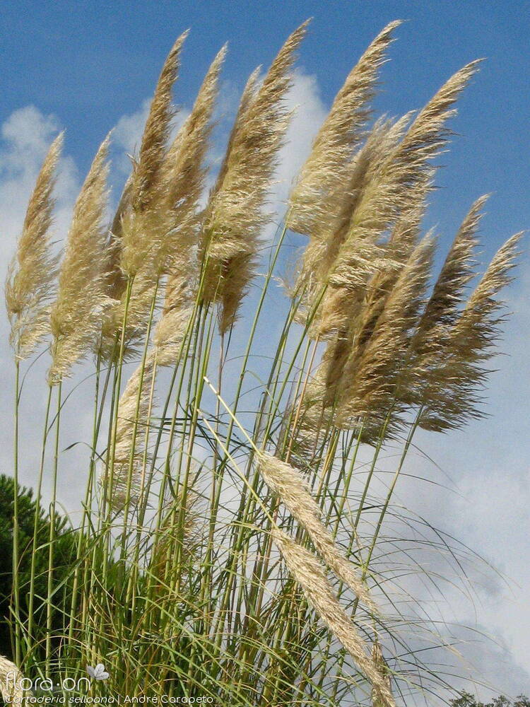 Cortaderia selloana