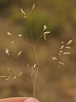Corynephorus fasciculatus