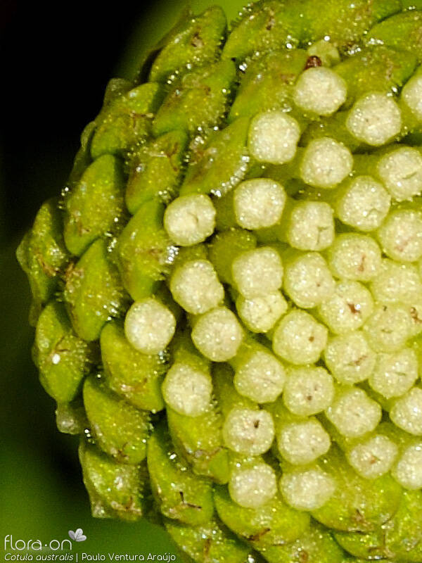 Cotula australis - Flor (close-up) | Paulo Ventura Araújo; CC BY-NC 4.0