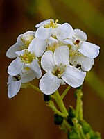 Crambe fruticosa