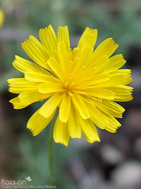 Crepis capillaris