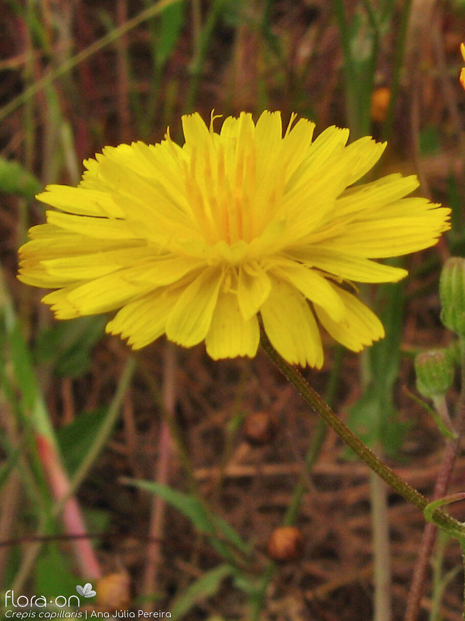 Crepis capillaris - Capítulo | Ana Júlia Pereira; CC BY-NC 4.0