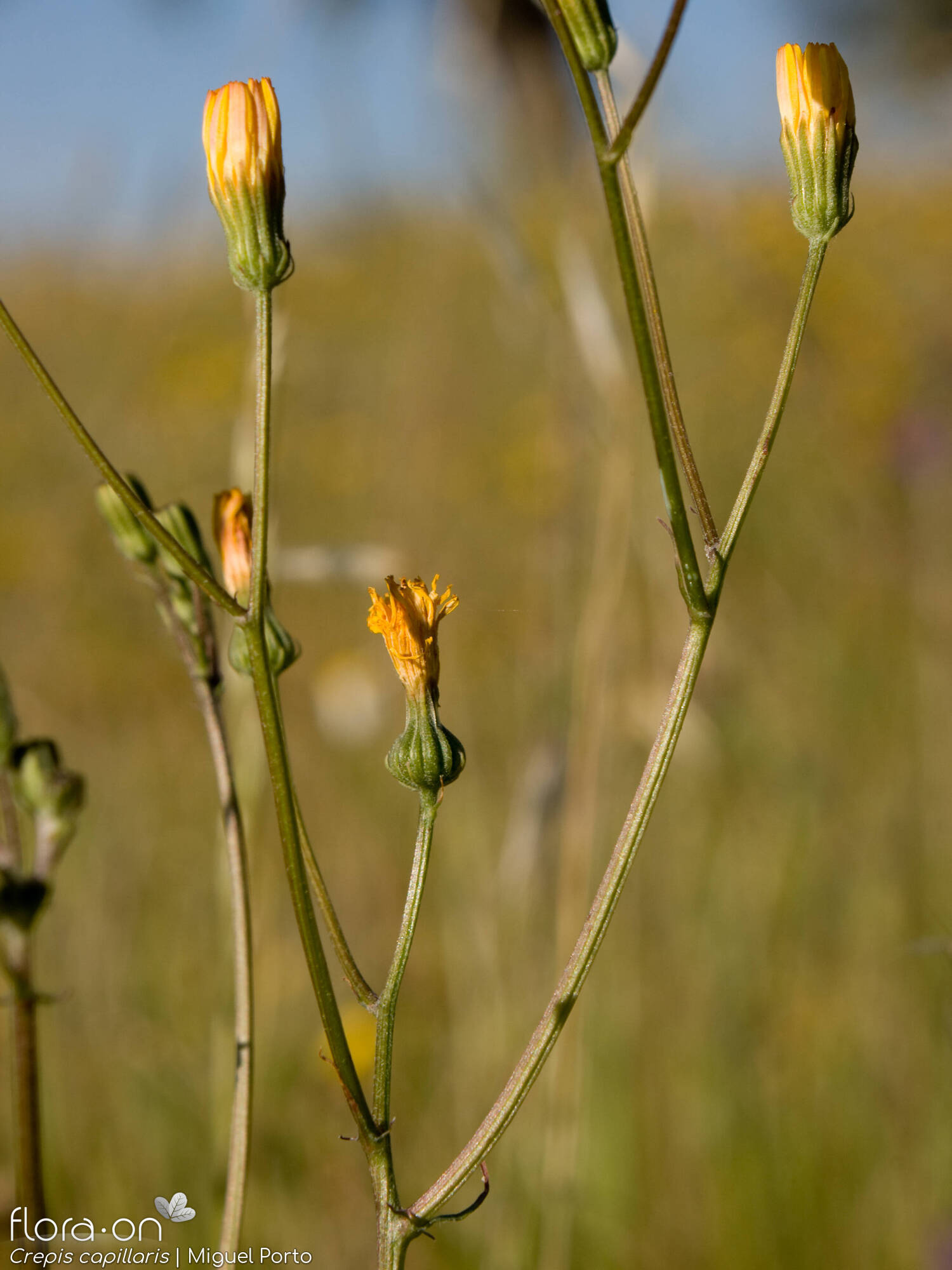 Crepis capillaris - Flor (geral) | Miguel Porto; CC BY-NC 4.0