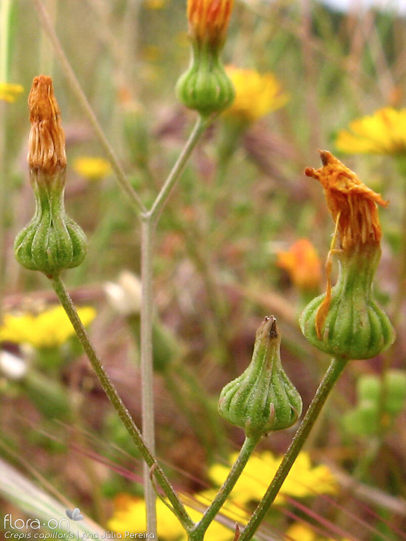 Crepis capillaris - Capítulo frutífero | Ana Júlia Pereira; CC BY-NC 4.0