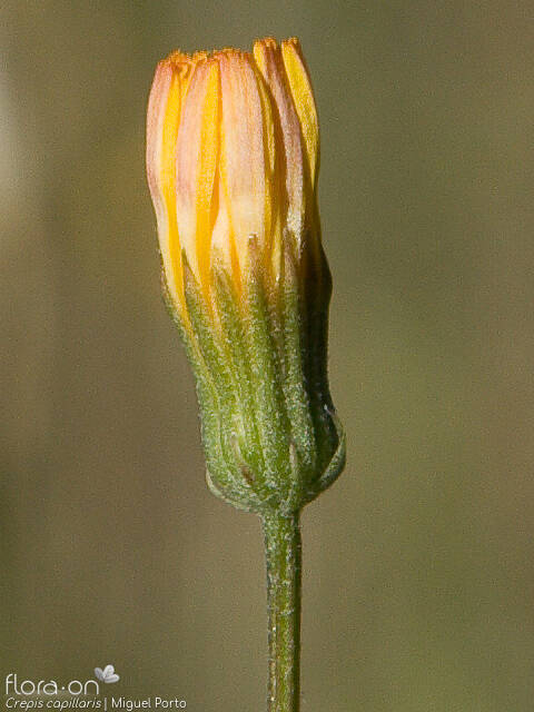 Crepis capillaris - Capítulo | Miguel Porto; CC BY-NC 4.0