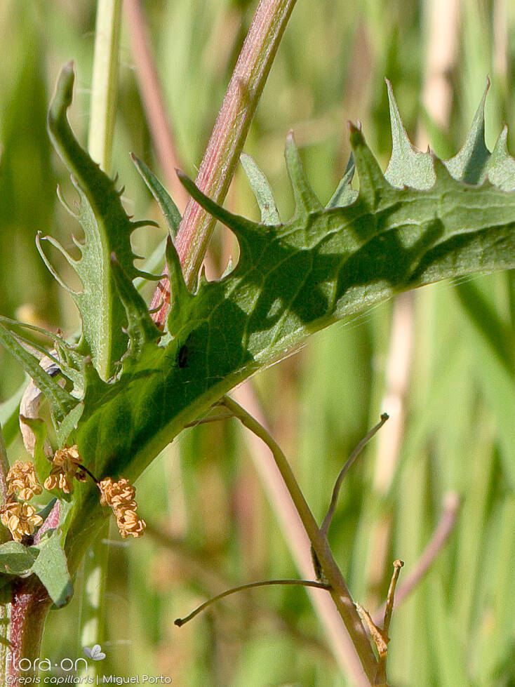 Crepis capillaris - Folha | Miguel Porto; CC BY-NC 4.0