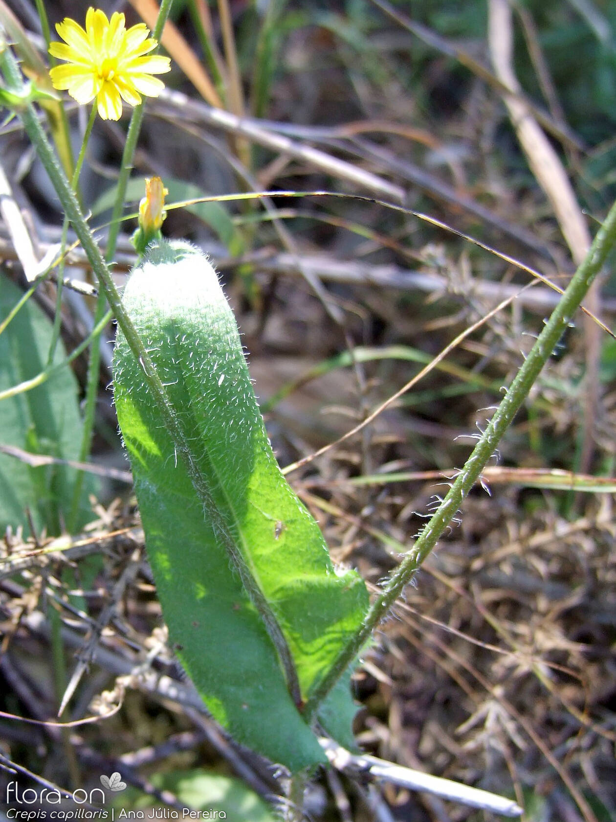 Crepis capillaris - Folha | Ana Júlia Pereira; CC BY-NC 4.0