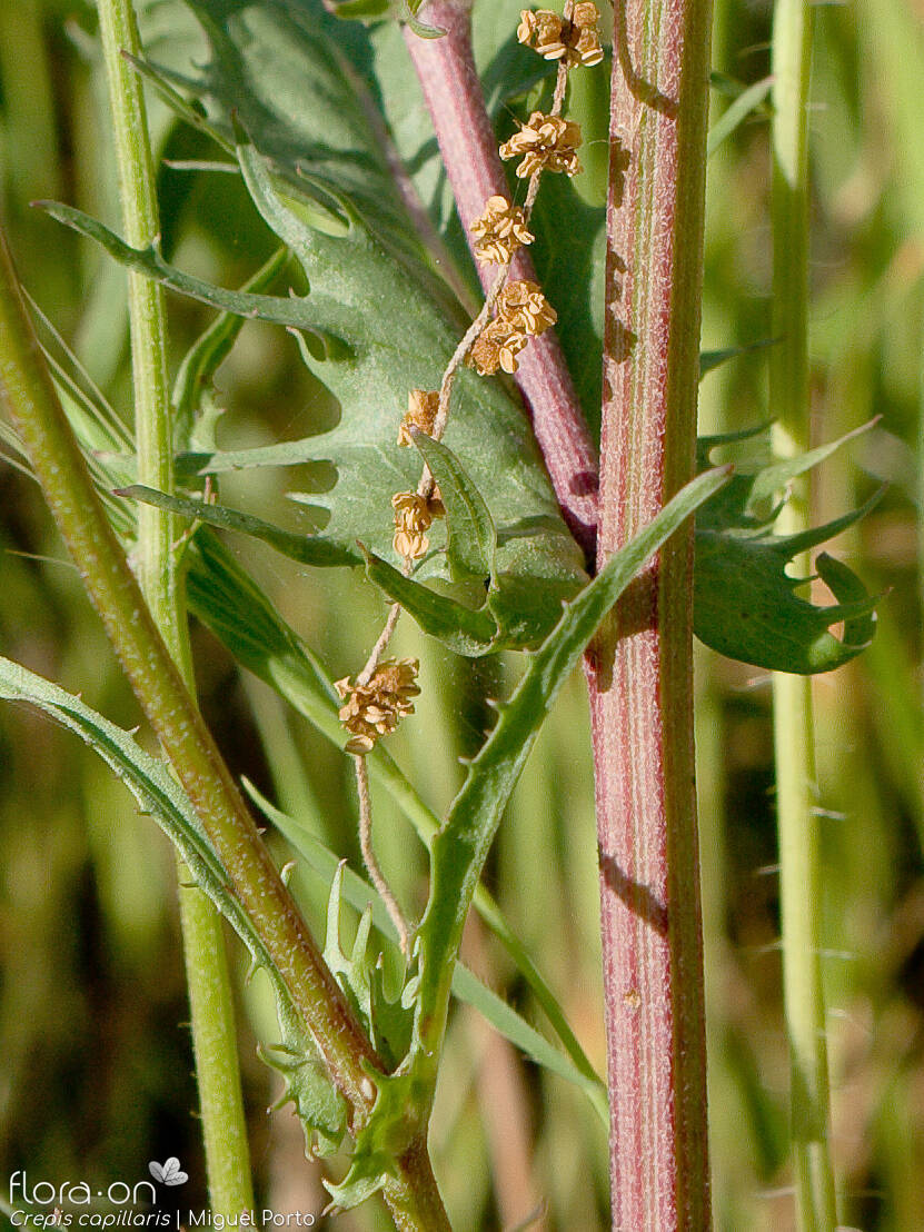 Crepis capillaris - Caule | Miguel Porto; CC BY-NC 4.0