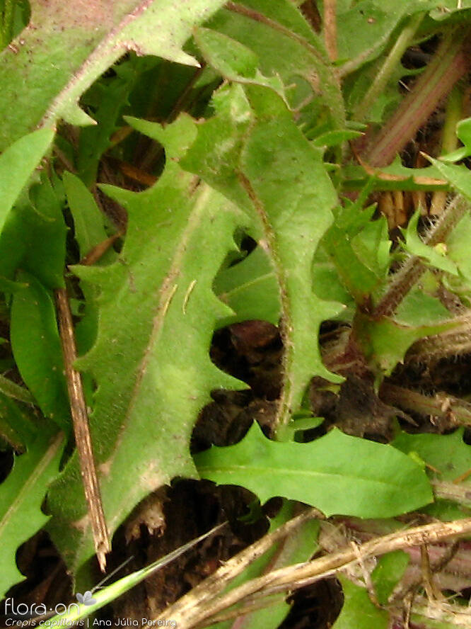 Crepis capillaris - Folha | Ana Júlia Pereira; CC BY-NC 4.0