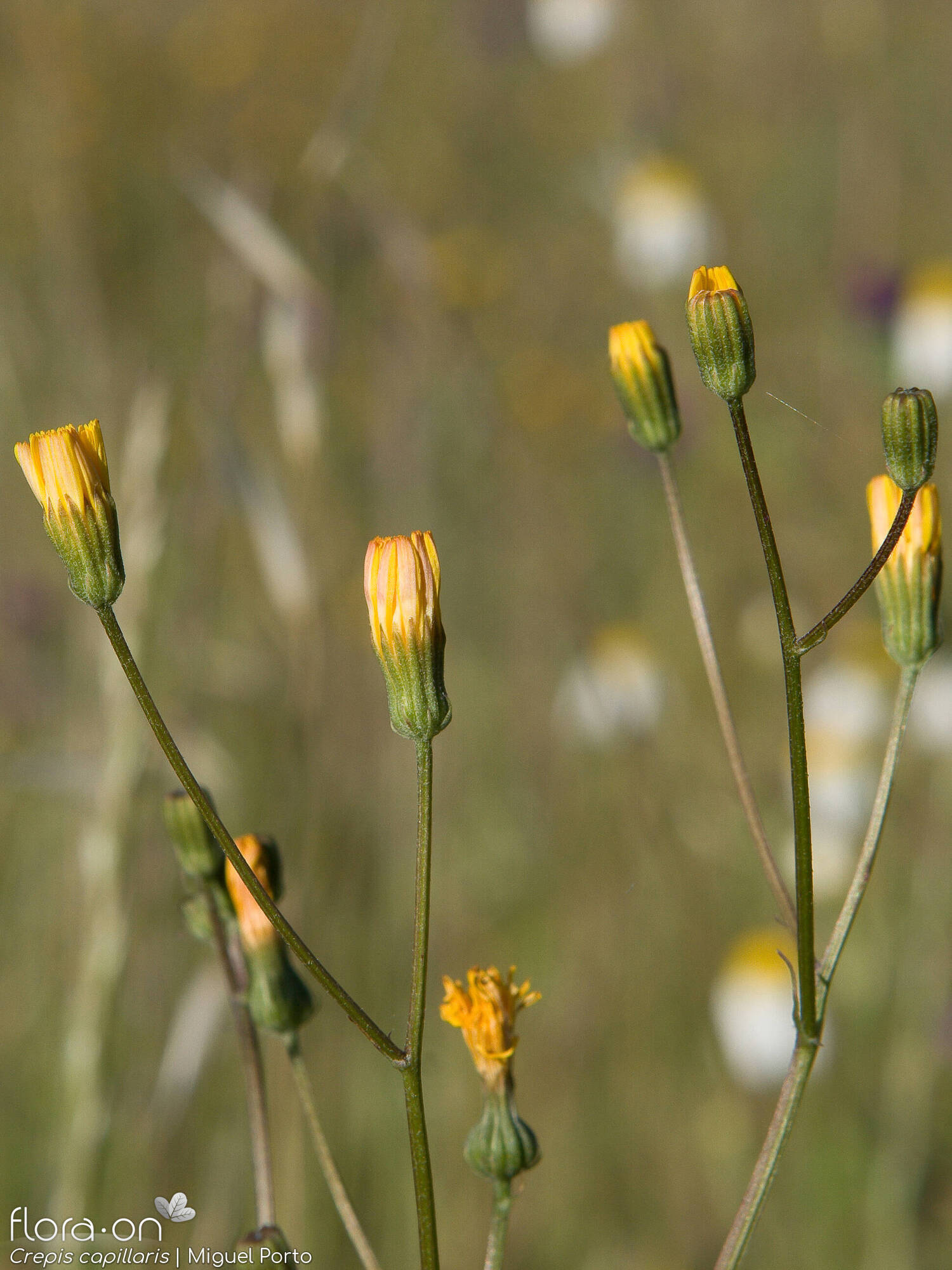 Crepis capillaris - Flor (geral) | Miguel Porto; CC BY-NC 4.0