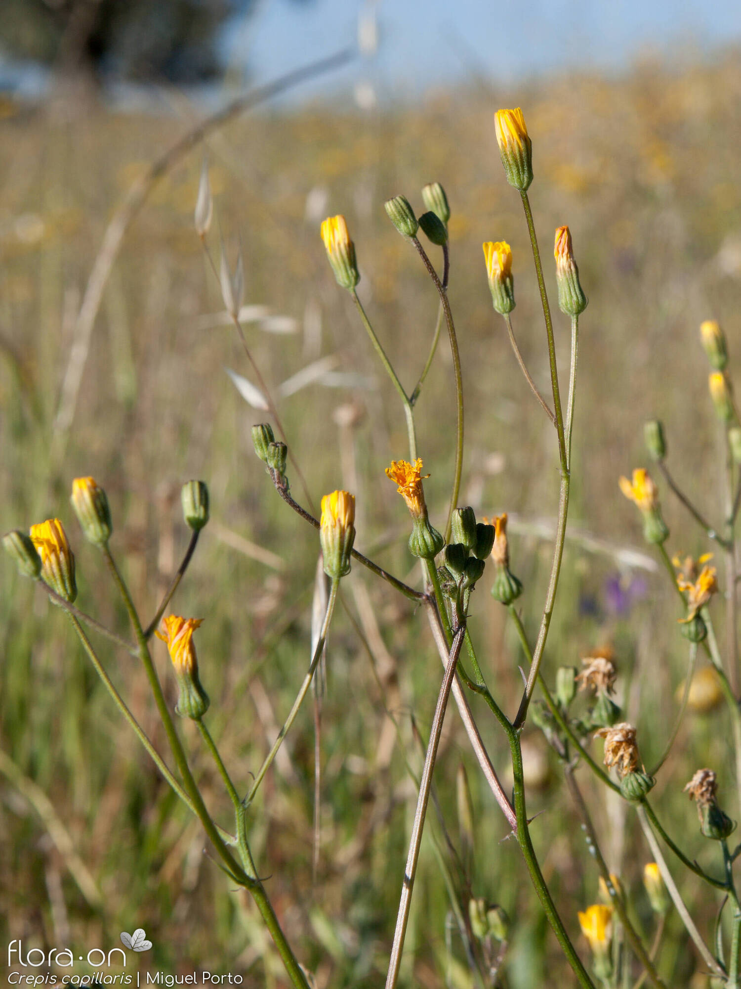 Crepis capillaris - Flor (geral) | Miguel Porto; CC BY-NC 4.0