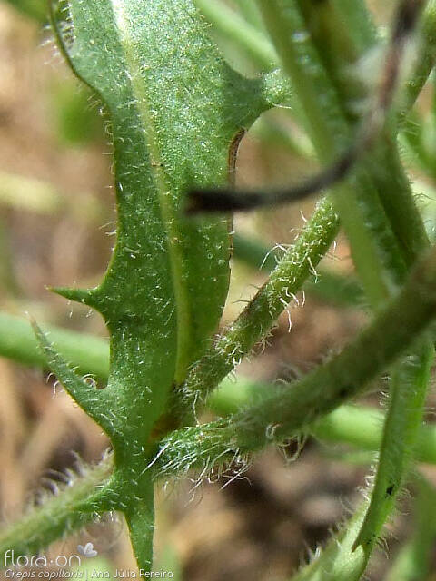 Crepis capillaris - Folha | Ana Júlia Pereira; CC BY-NC 4.0