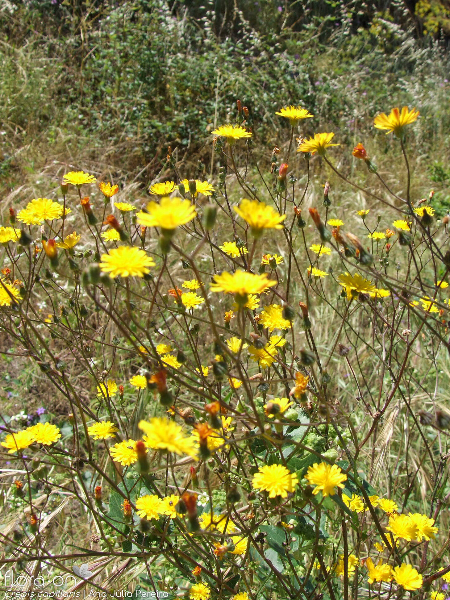 Crepis capillaris - Hábito | Ana Júlia Pereira; CC BY-NC 4.0