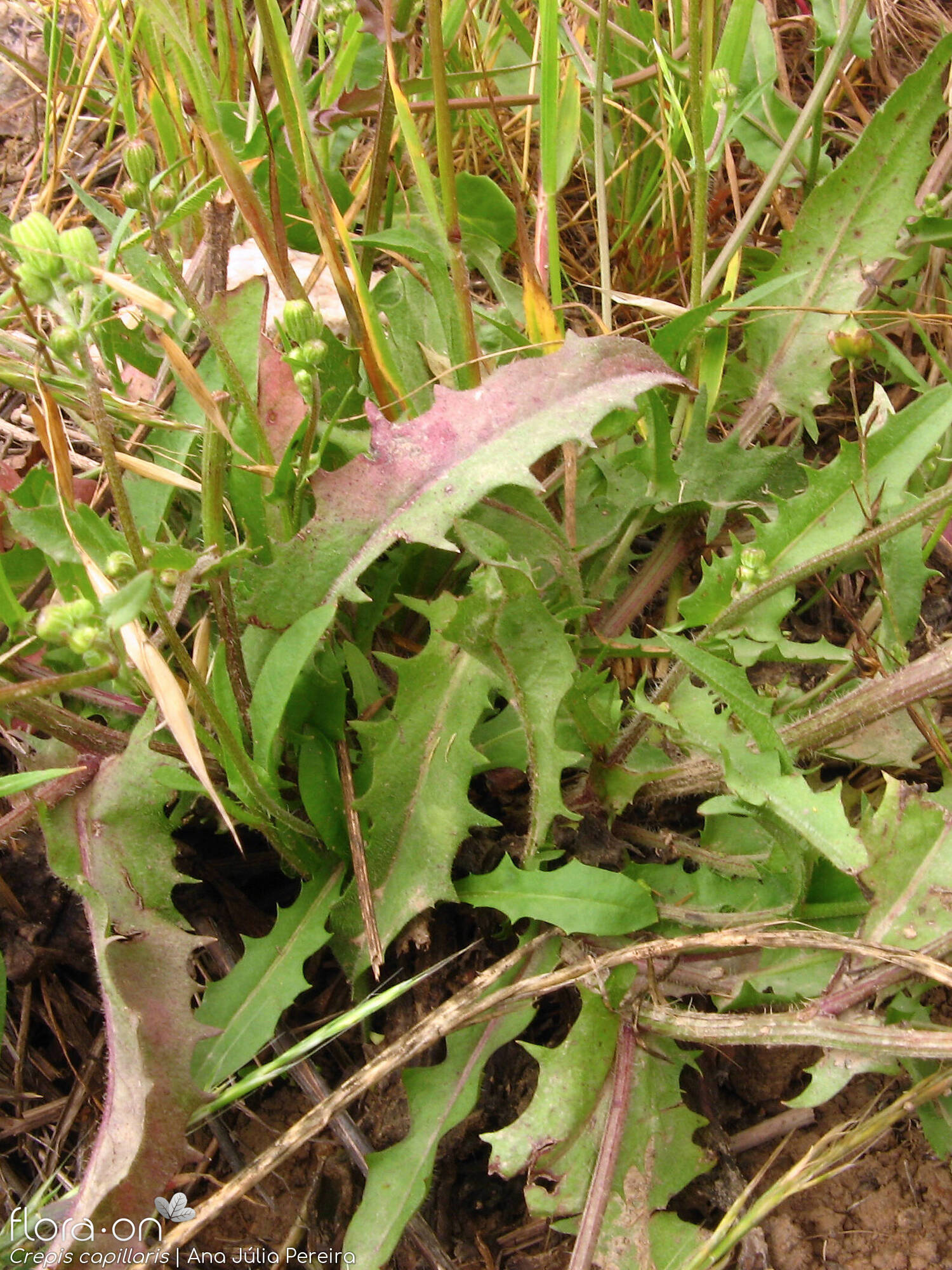 Crepis capillaris - Folha | Ana Júlia Pereira; CC BY-NC 4.0