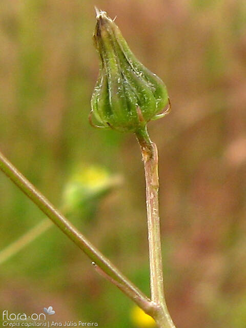 Crepis capillaris - Capítulo frutífero | Ana Júlia Pereira; CC BY-NC 4.0