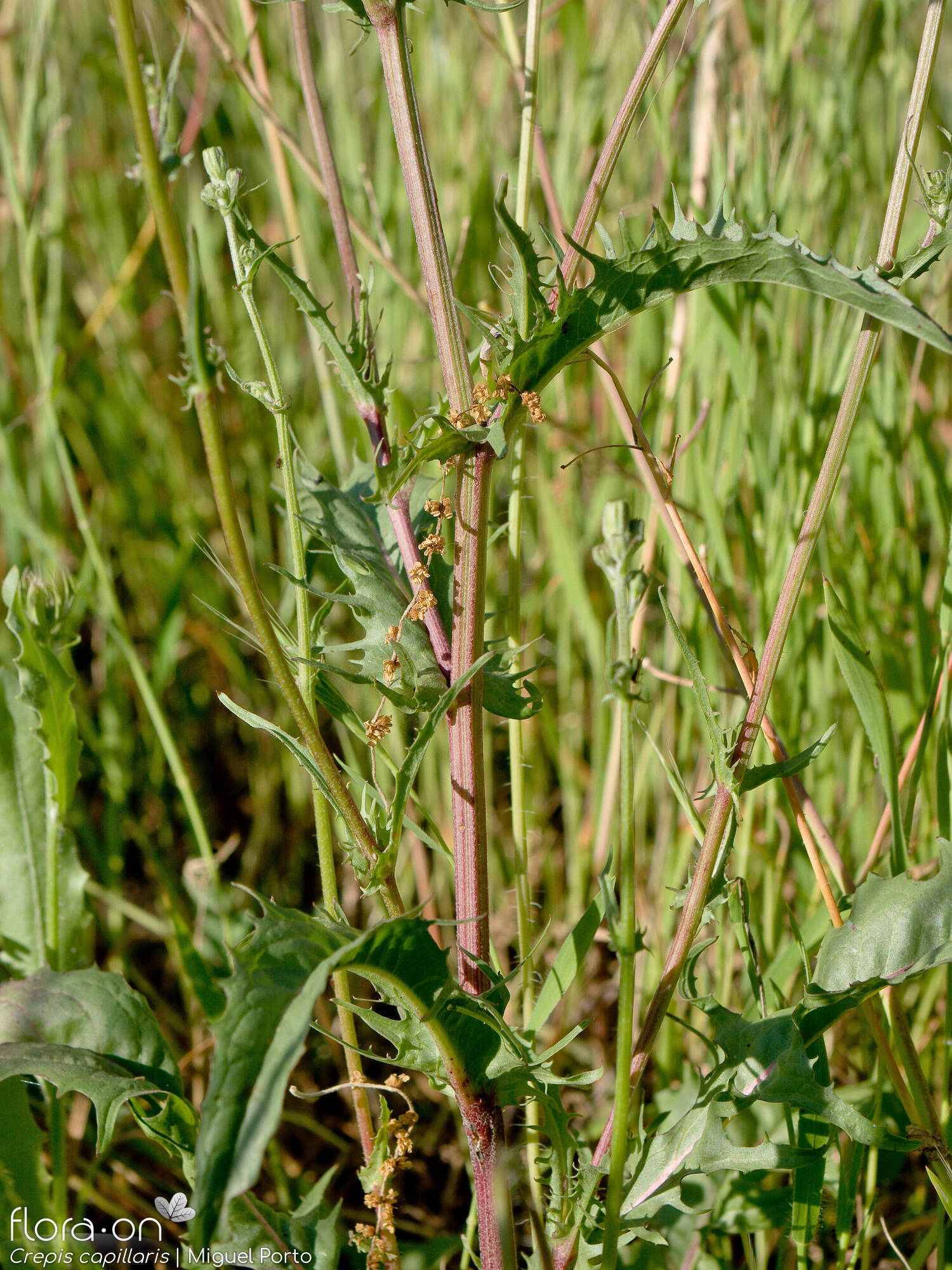 Crepis capillaris - Hábito | Miguel Porto; CC BY-NC 4.0