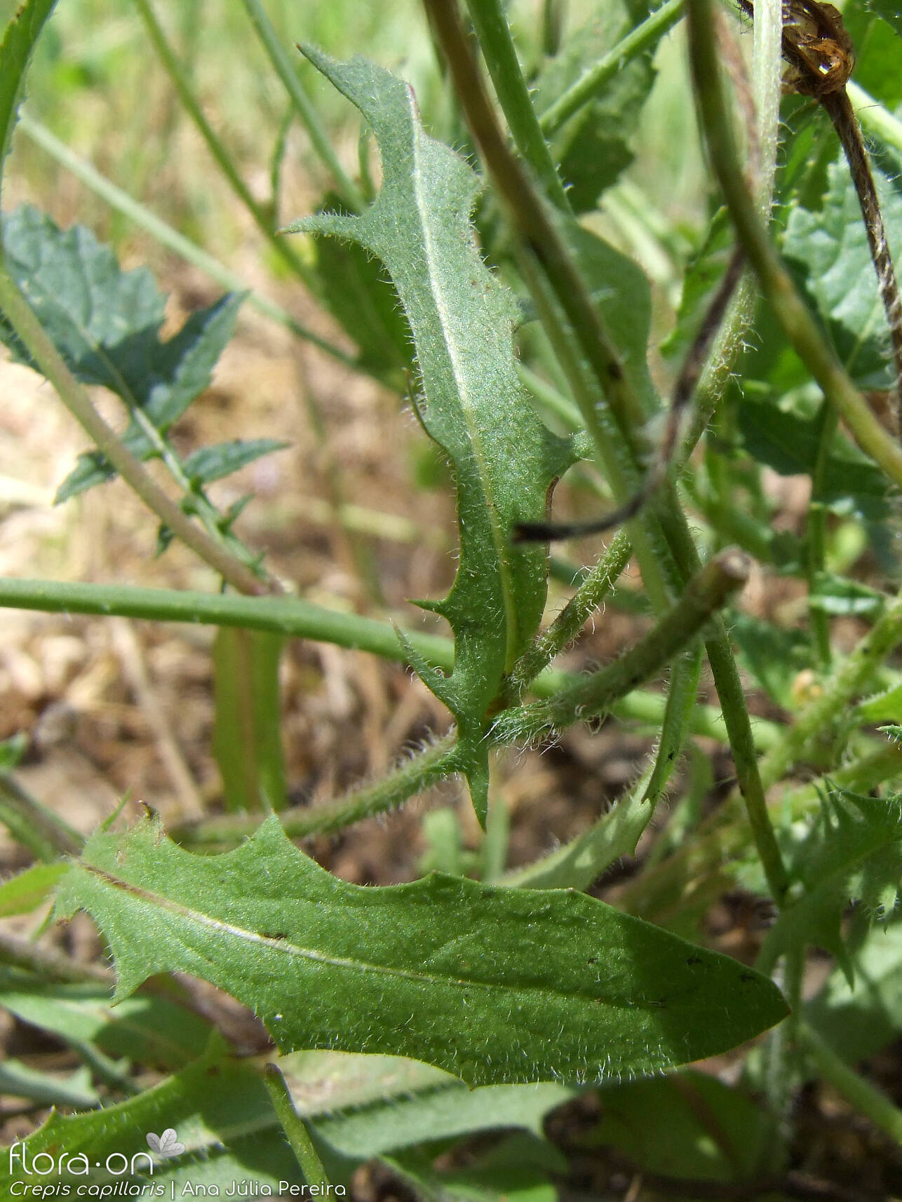 Crepis capillaris - Folha | Ana Júlia Pereira; CC BY-NC 4.0