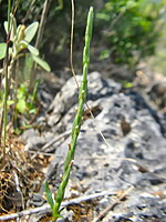 Crucianella latifolia