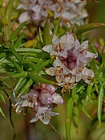 Cuscuta epithymum