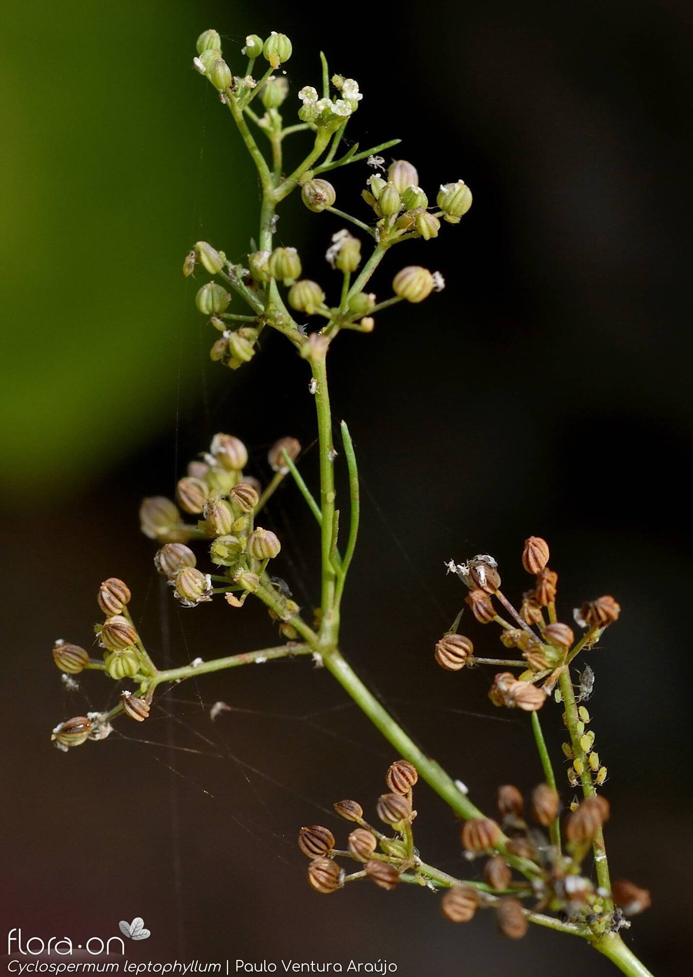 Cyclospermum leptophyllum - Flor (geral) | Paulo Ventura Araújo; CC BY-NC 4.0