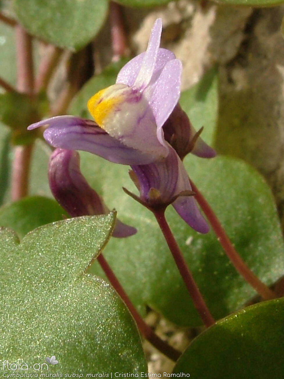 Cymbalaria muralis - Flor (close-up) | Cristina Estima Ramalho; CC BY-NC 4.0