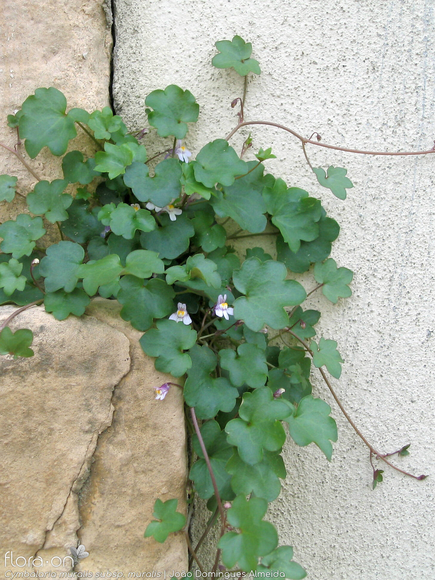 Cymbalaria muralis - Hábito | João Domingues Almeida; CC BY-NC 4.0