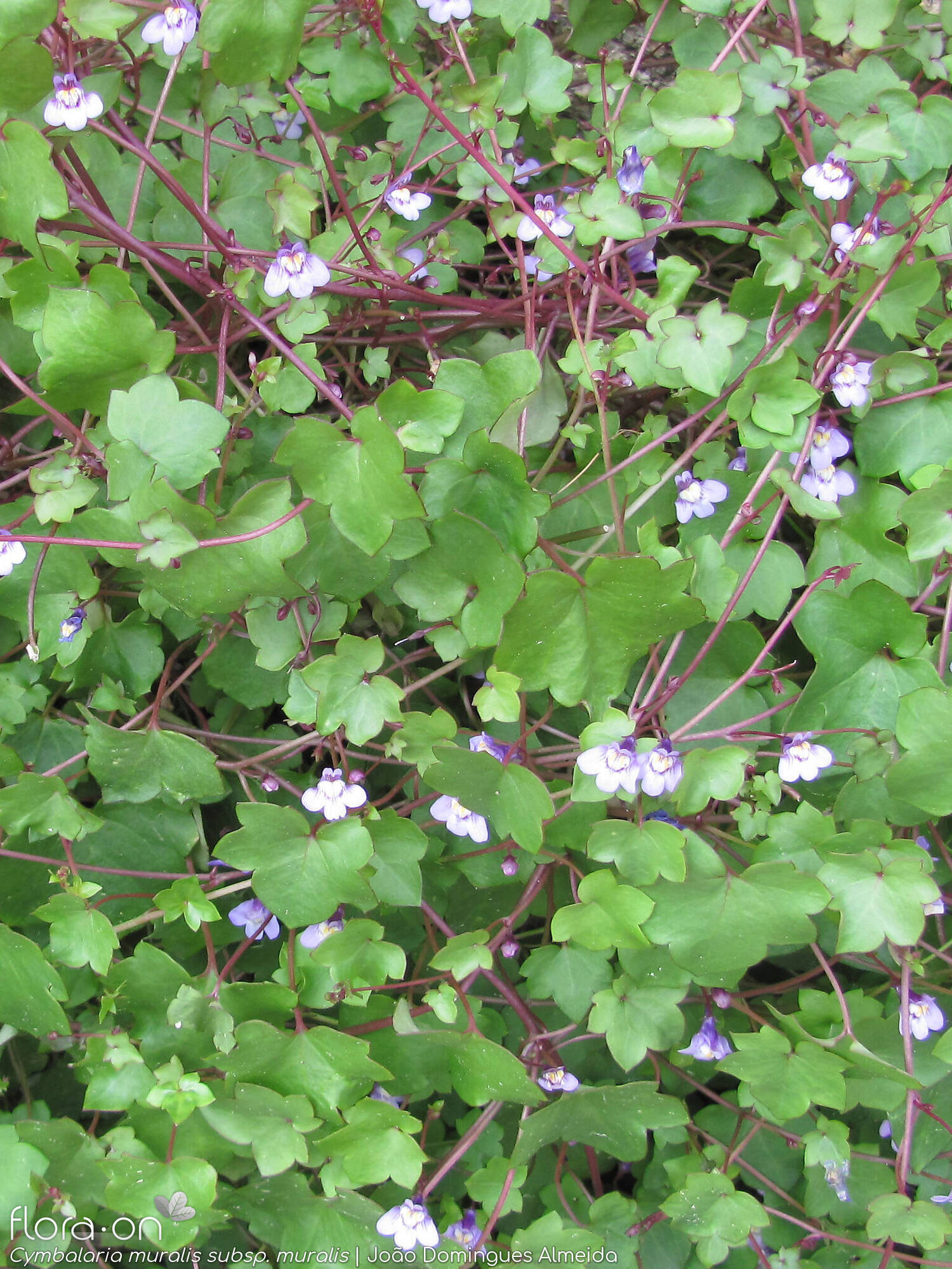 Cymbalaria muralis - Hábito | João Domingues Almeida; CC BY-NC 4.0