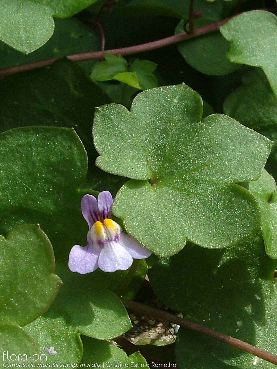 Cymbalaria muralis - Folha | Cristina Estima Ramalho; CC BY-NC 4.0