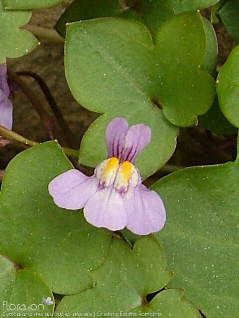 Cymbalaria muralis - Flor (close-up) | Cristina Estima Ramalho; CC BY-NC 4.0