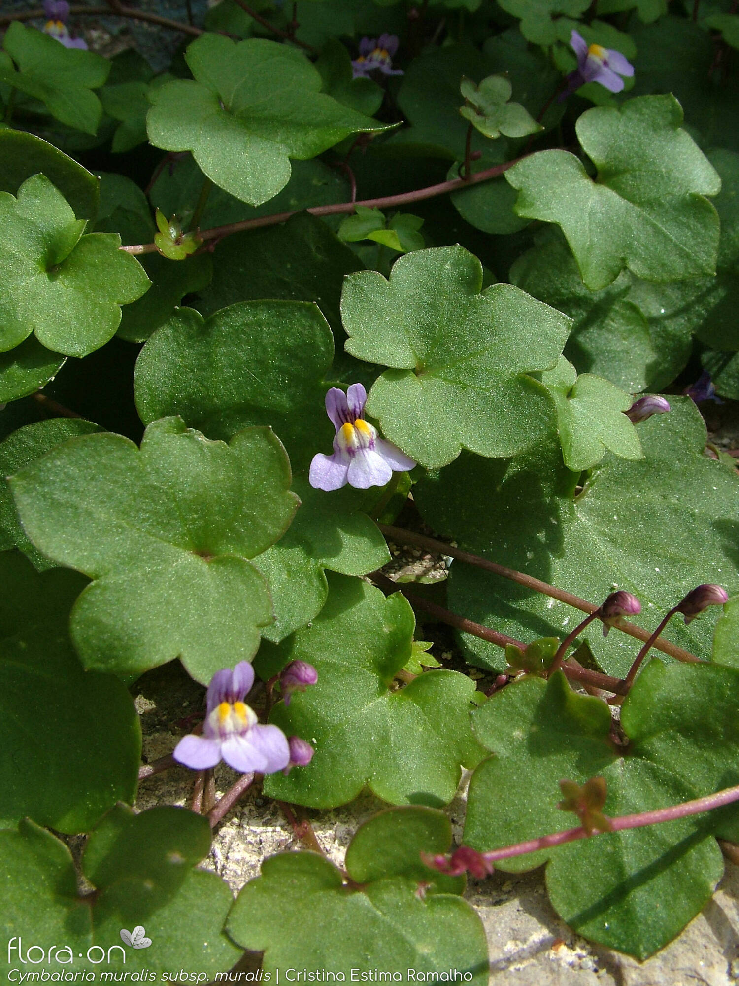 Cymbalaria muralis - Flor (geral) | Cristina Estima Ramalho; CC BY-NC 4.0