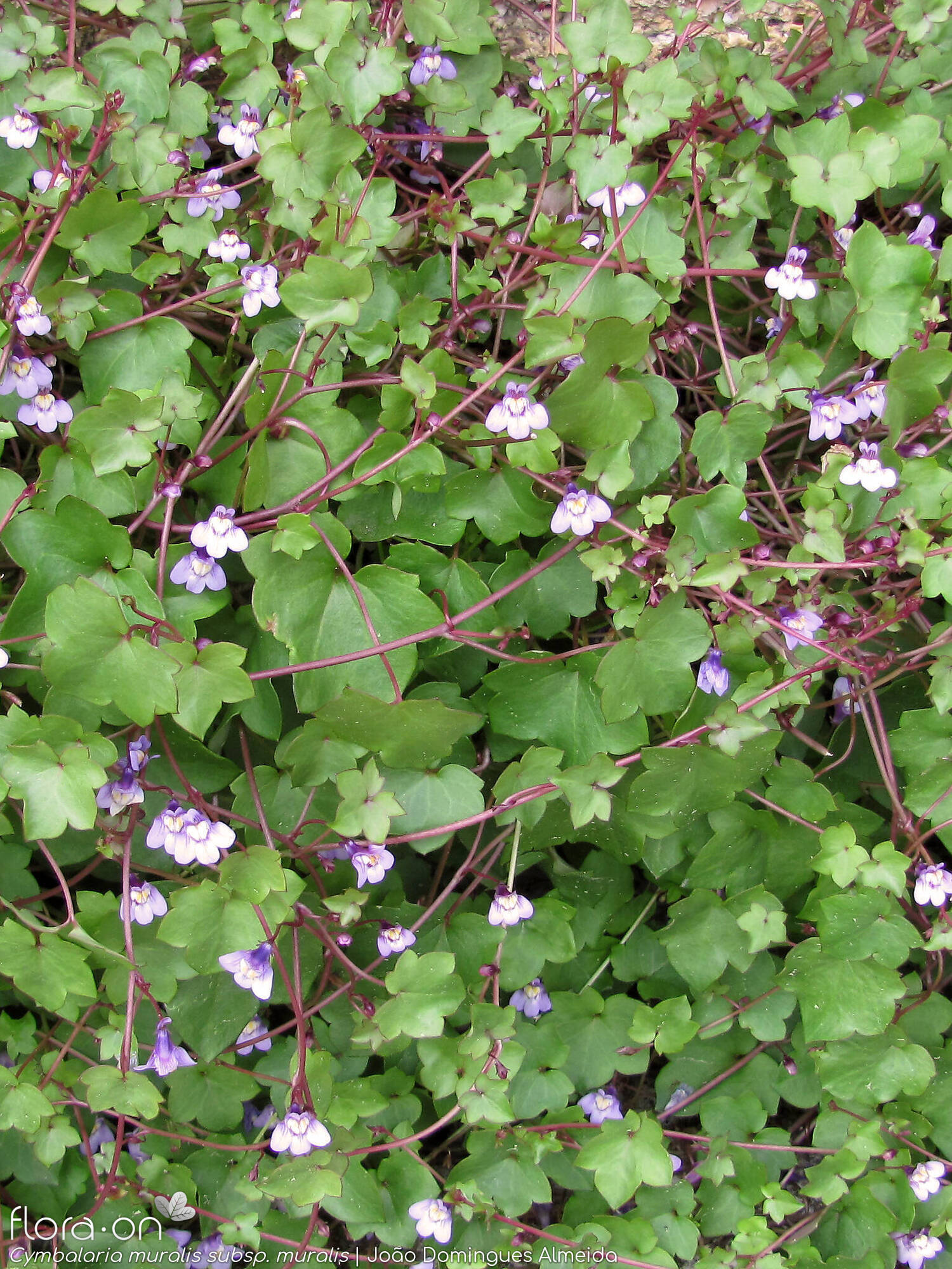 Cymbalaria muralis - Hábito | João Domingues Almeida; CC BY-NC 4.0