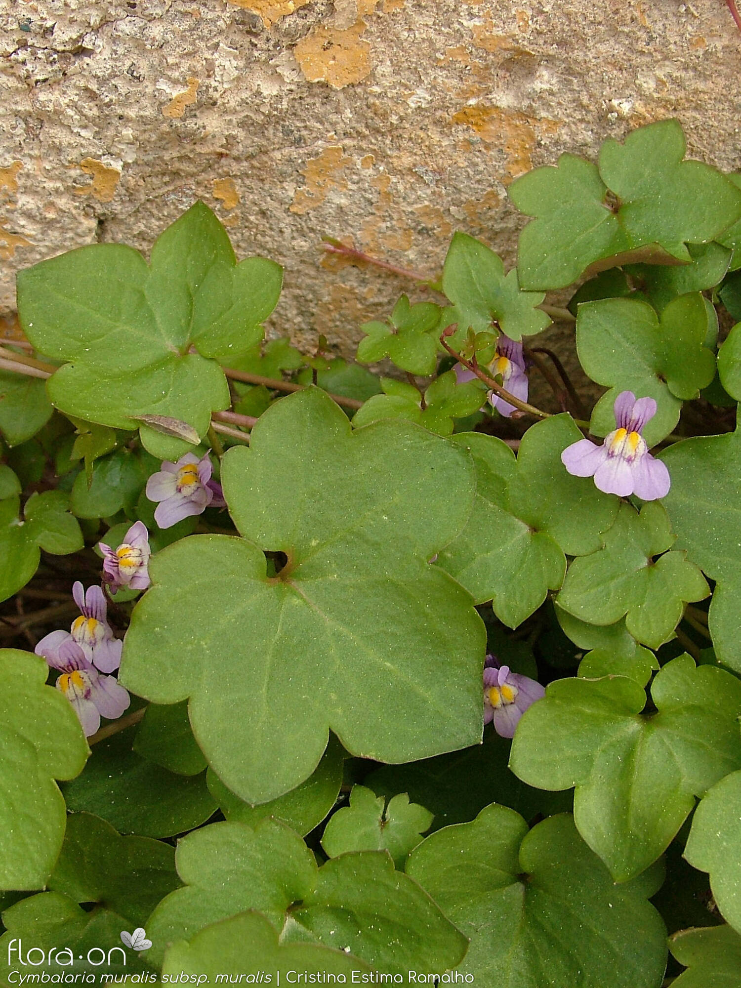 Cymbalaria muralis - Folha | Cristina Estima Ramalho; CC BY-NC 4.0