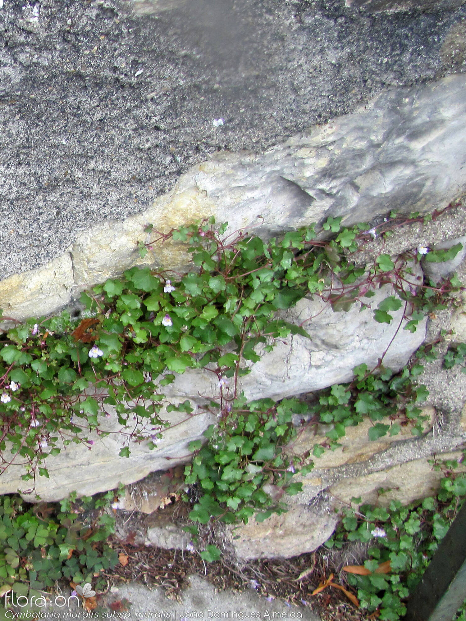 Cymbalaria muralis - Habitat | João Domingues Almeida; CC BY-NC 4.0