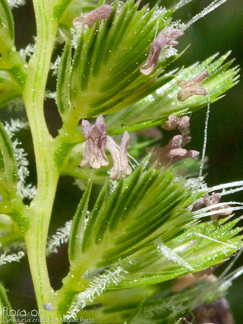 Cynosurus cristatus - Flor (close-up) | Miguel Porto; CC BY-NC 4.0