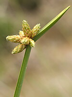Cyperaceae