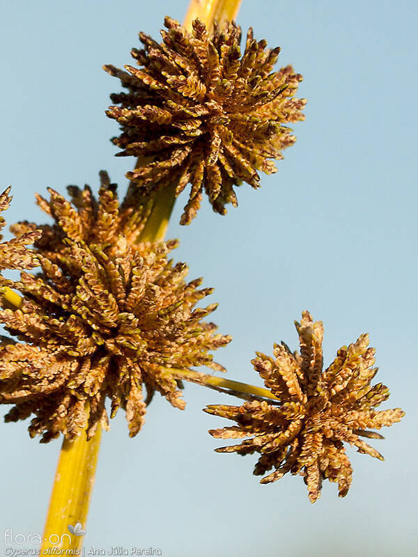 Cyperus difformis - Flor (close-up) | Ana Júlia Pereira; CC BY-NC 4.0