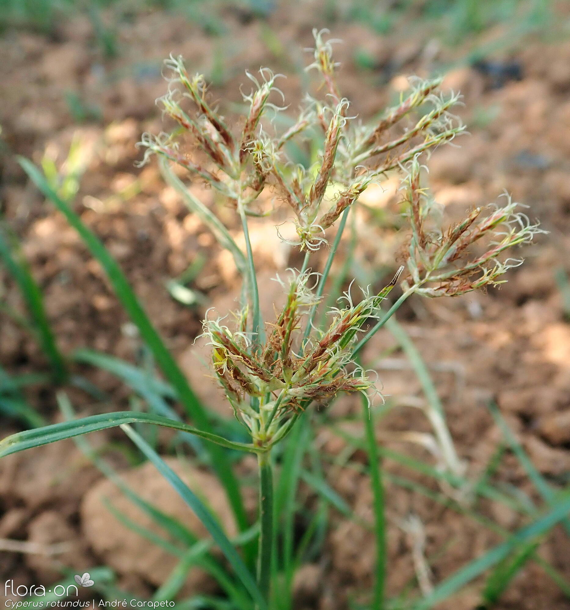 Cyperus rotundus - Flor (geral) | André Carapeto; CC BY-NC 4.0