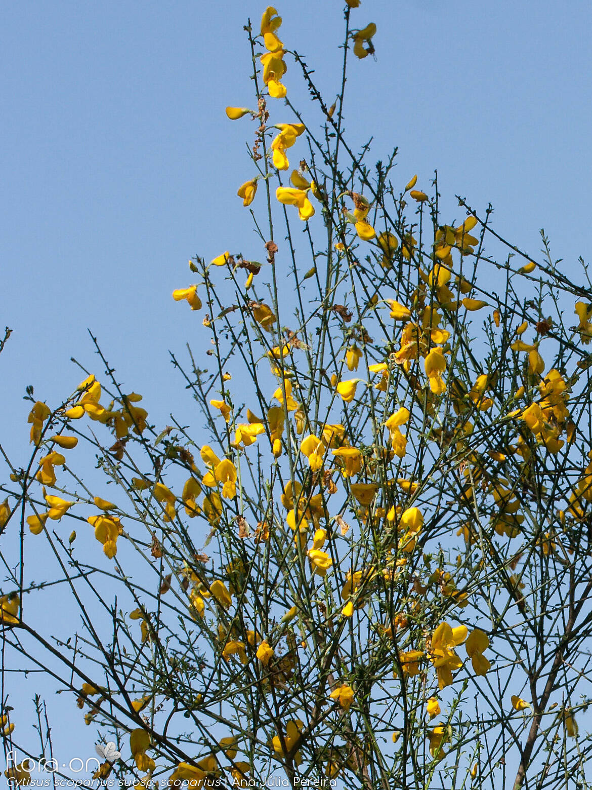 Cytisus scoparius scoparius - Flor (geral) | Ana Júlia Pereira; CC BY-NC 4.0