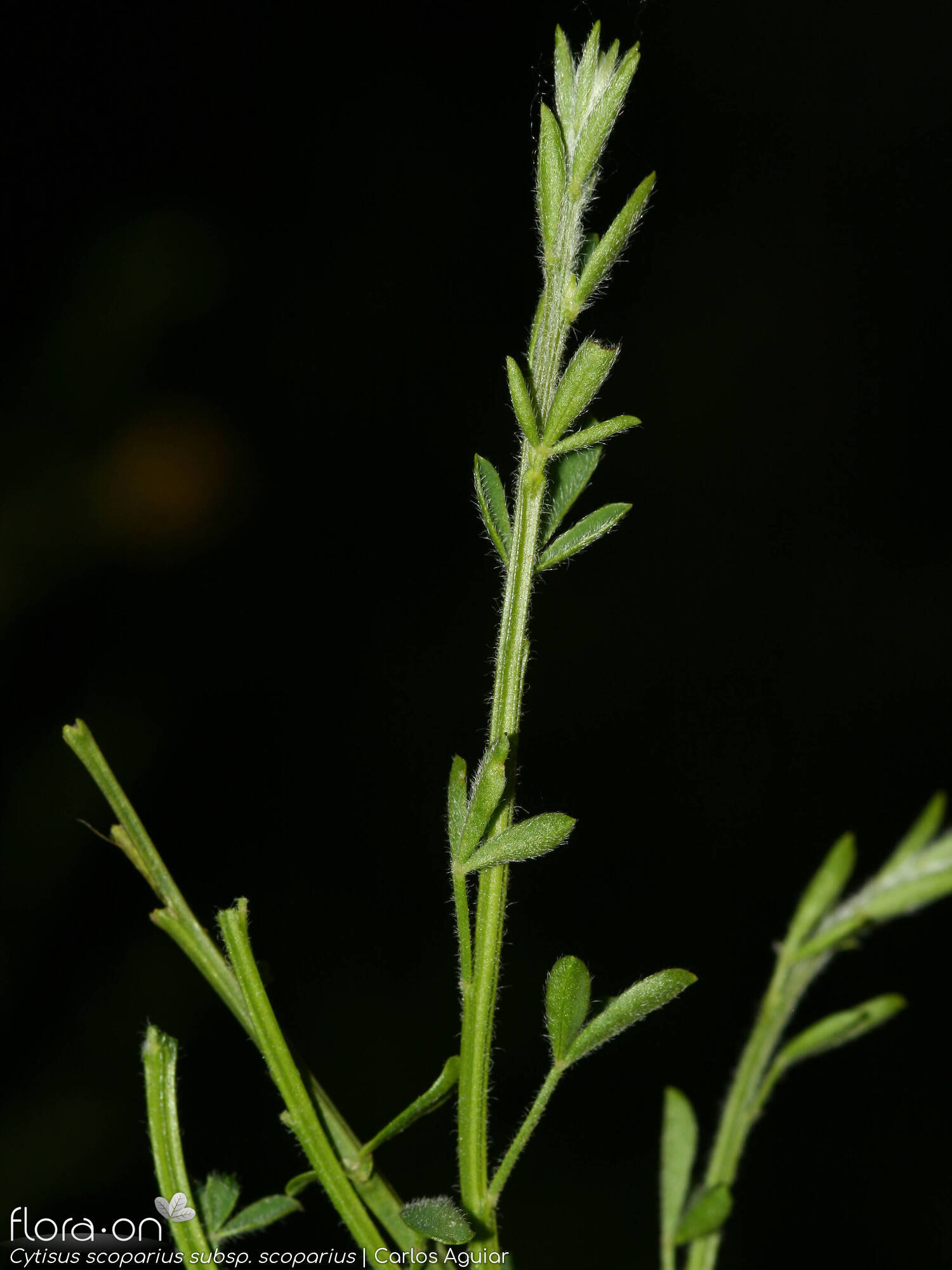 Cytisus scoparius scoparius - Folha (geral) | Carlos Aguiar; CC BY-NC 4.0