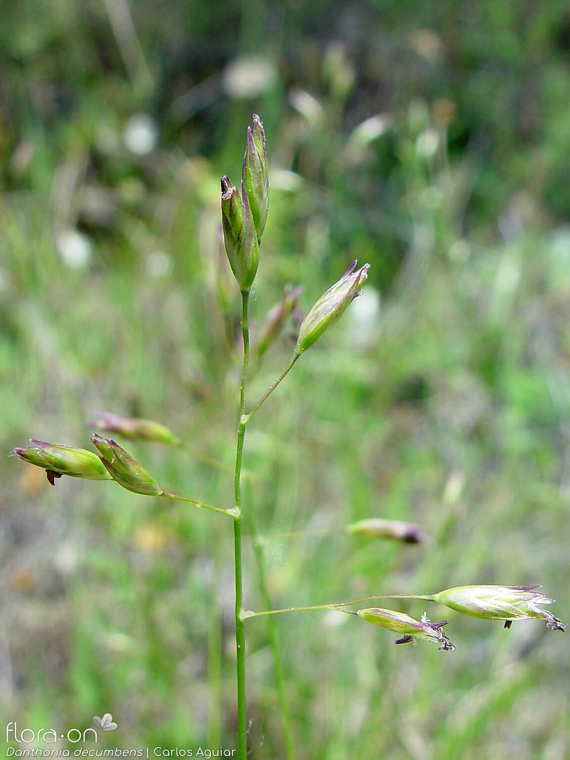 Danthonia decumbens - Flor (geral) | Carlos Aguiar; CC BY-NC 4.0