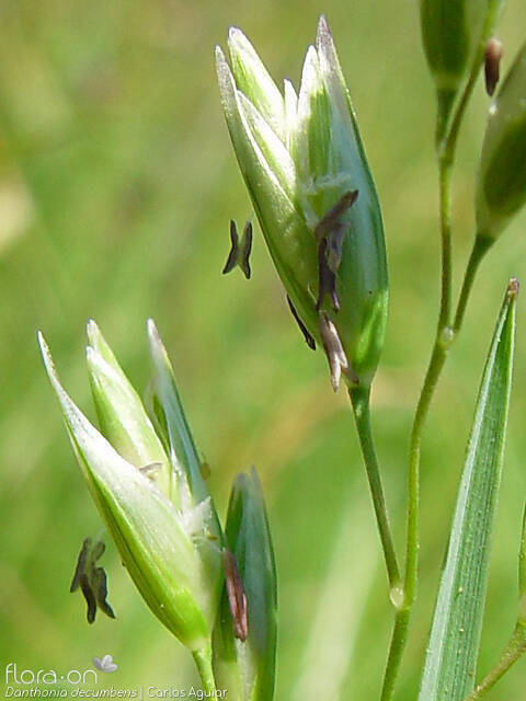 Danthonia decumbens - Flor (close-up) | Carlos Aguiar; CC BY-NC 4.0