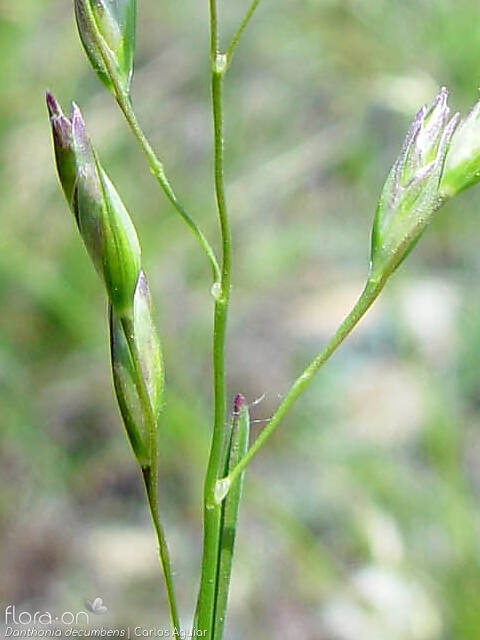 Danthonia decumbens - Flor (close-up) | Carlos Aguiar; CC BY-NC 4.0