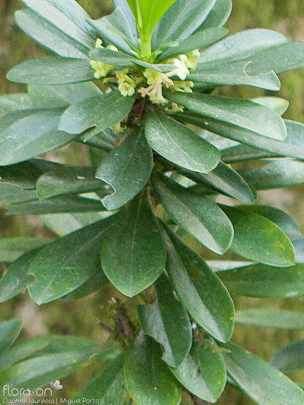 Daphne laureola - Folha | Miguel Porto; CC BY-NC 4.0
