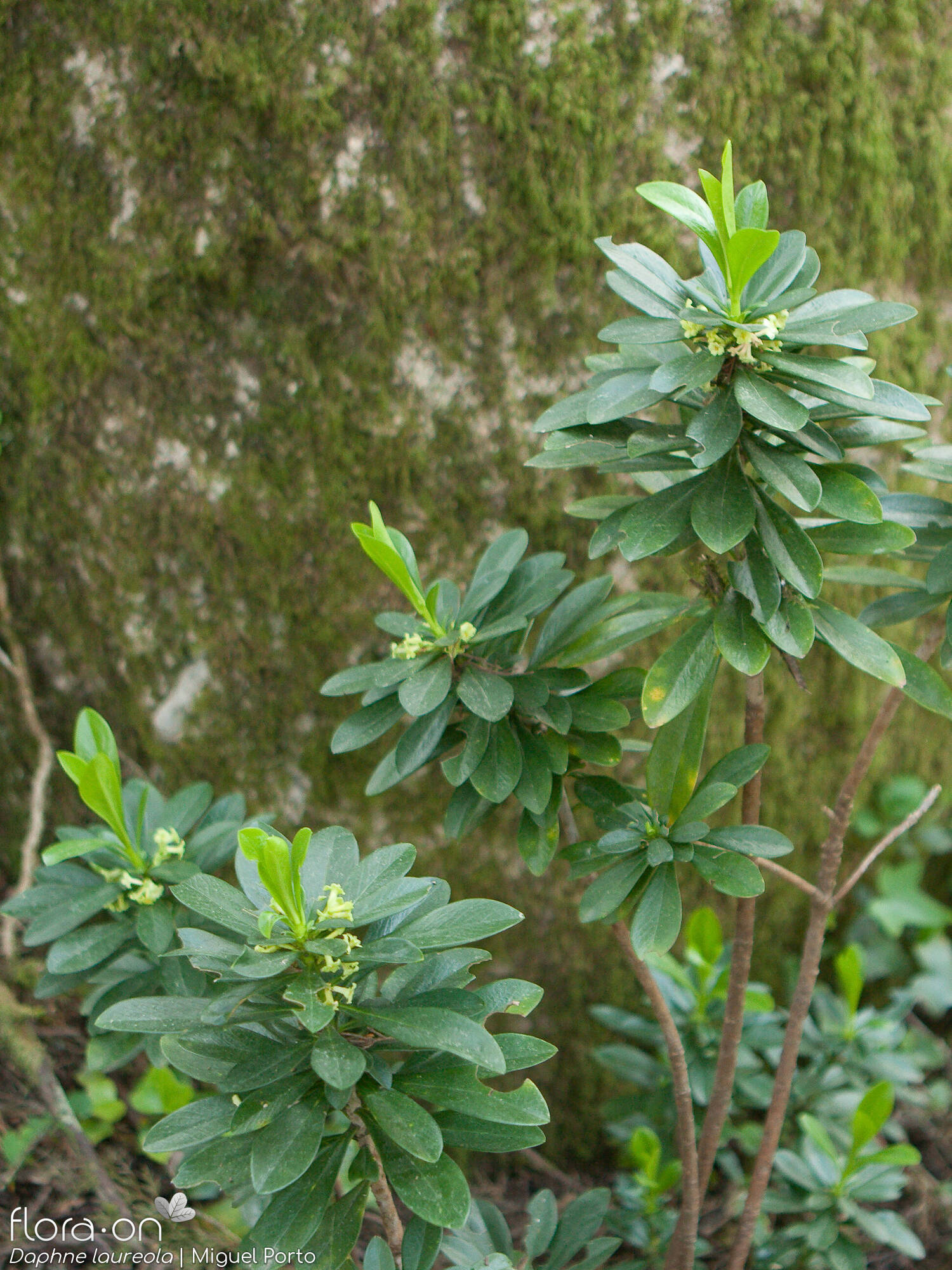 Daphne laureola - Hábito | Miguel Porto; CC BY-NC 4.0