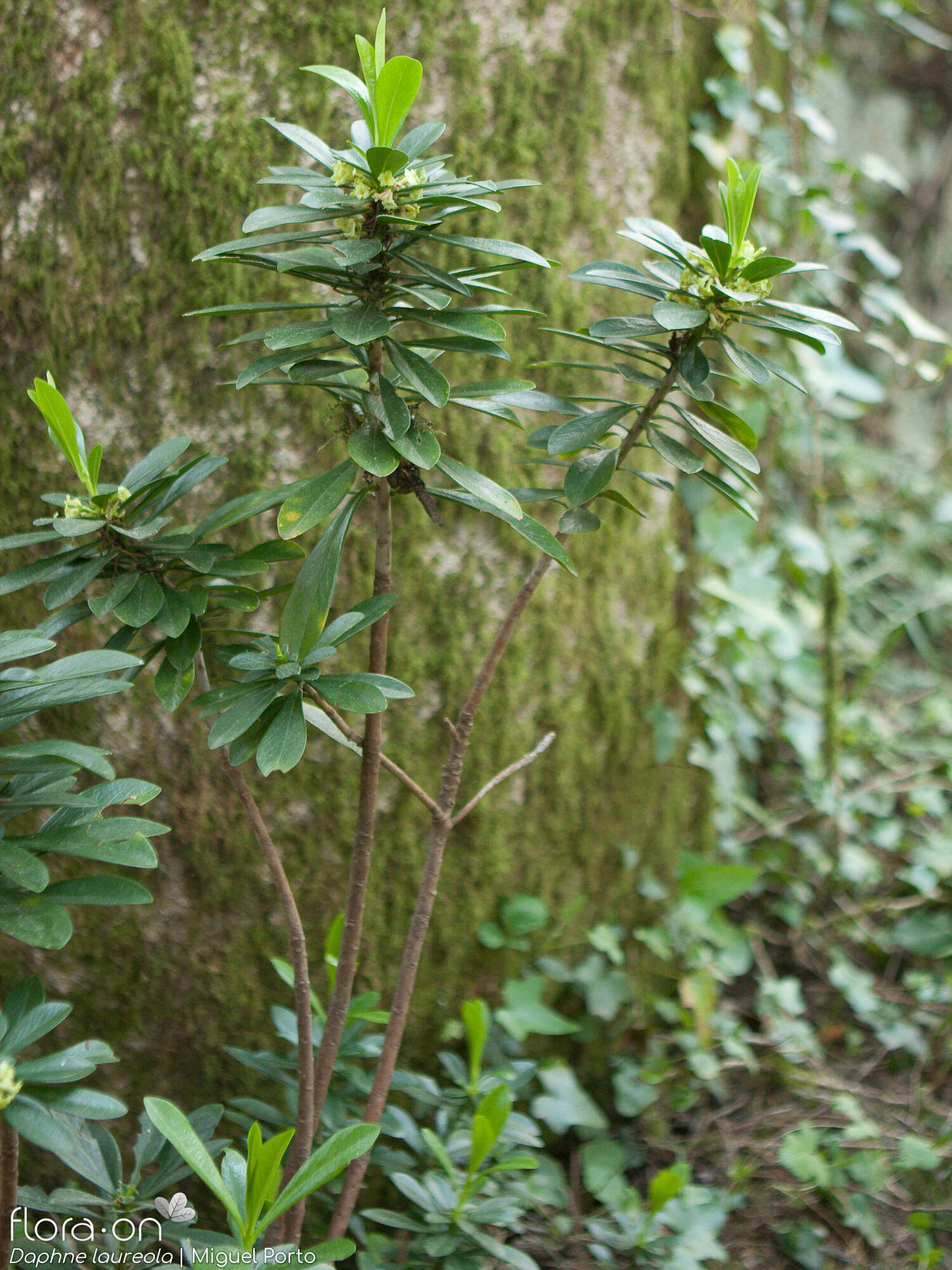 Daphne laureola - Hábito | Miguel Porto; CC BY-NC 4.0