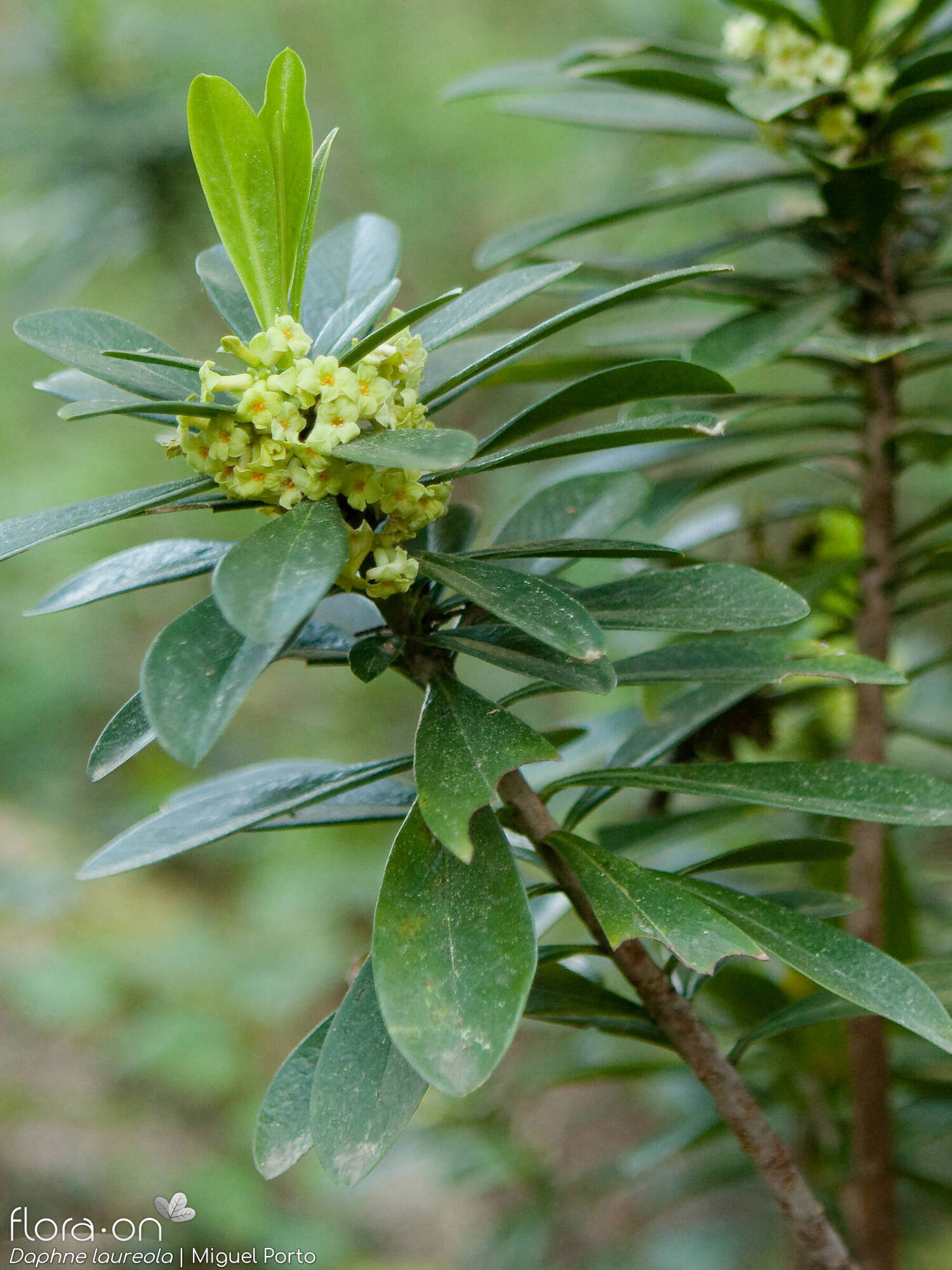 Daphne laureola - Flor (geral) | Miguel Porto; CC BY-NC 4.0